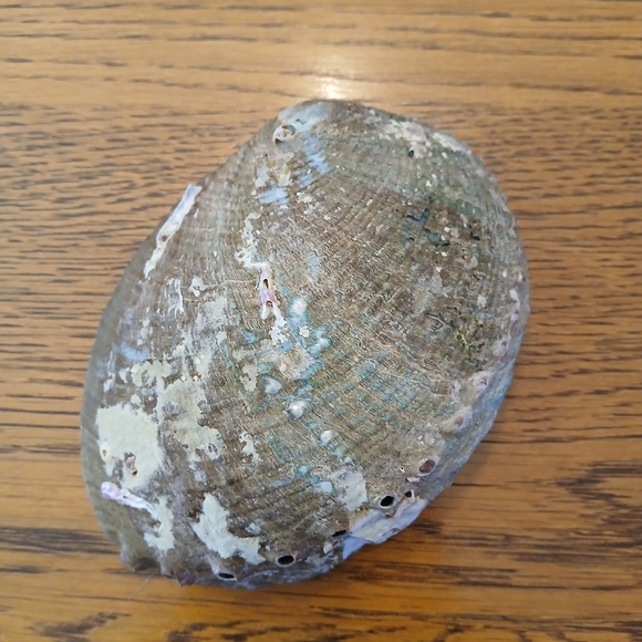 Abalone Shell 🔥💎 - Picture 2 of 4